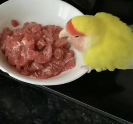 这鸟子吃肉肉我还真不晓得