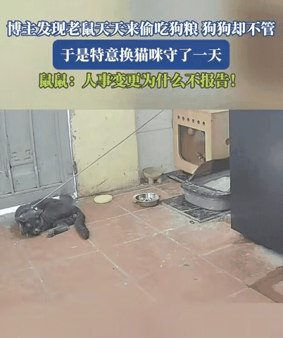 真服了！家里狗粮被老鼠偷得干干净净，狗子在旁边睡得打呼，一点反应没有，气得我直接