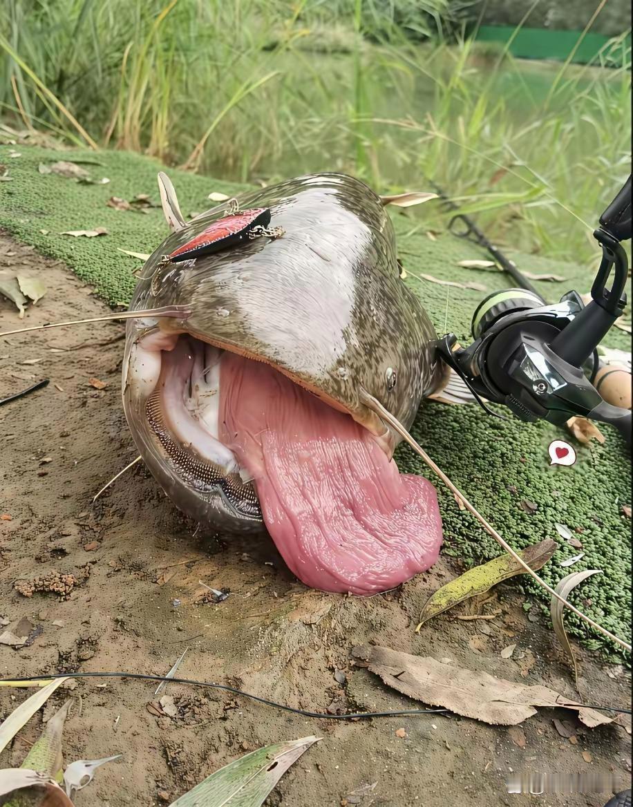 你们见过有舌头的鱼吗，我是第一次见 ​​​