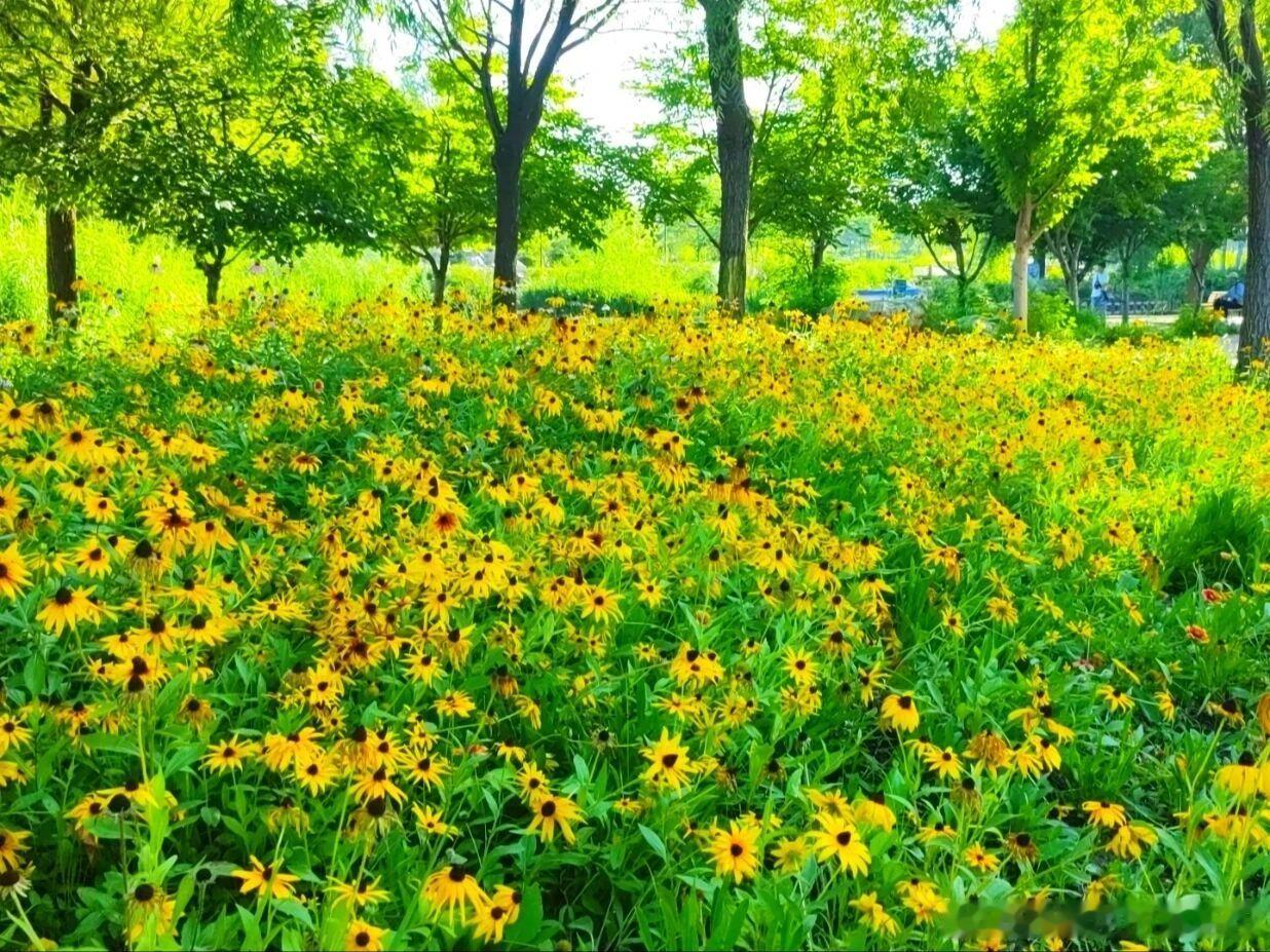 北京市区免费花海打卡地官庄公园太绝！西门大片黑心金光菊、粉紫波斯菊层层铺开，下午