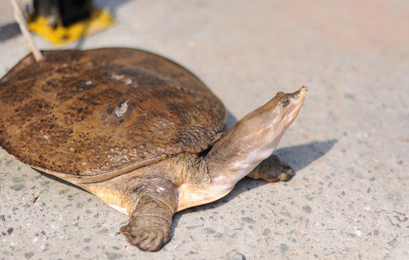 最近有个事儿挺逗的，一男子被路边摊的鳖咬住不松口。这事儿发生在通州区八里桥的一处