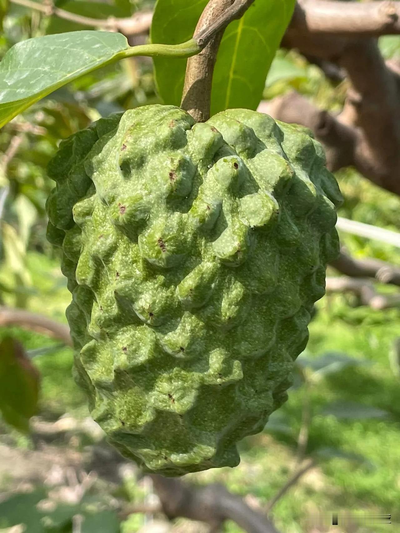 冬日生活打卡季鳳梨釋迦