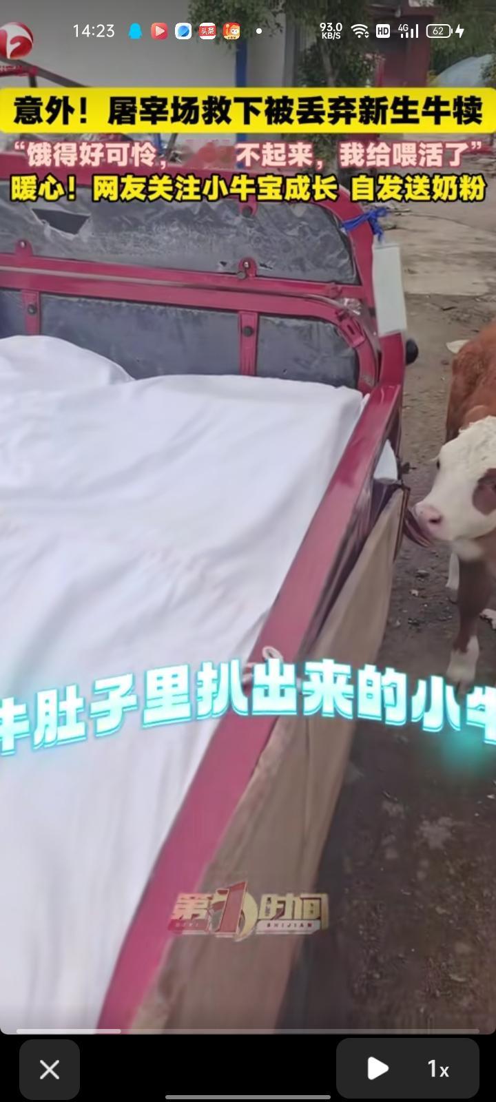 近日，六安市霍邱县。卖馒头的大姐路过屠宰场，意外救下一头奄奄不息的小牛，看起来怪