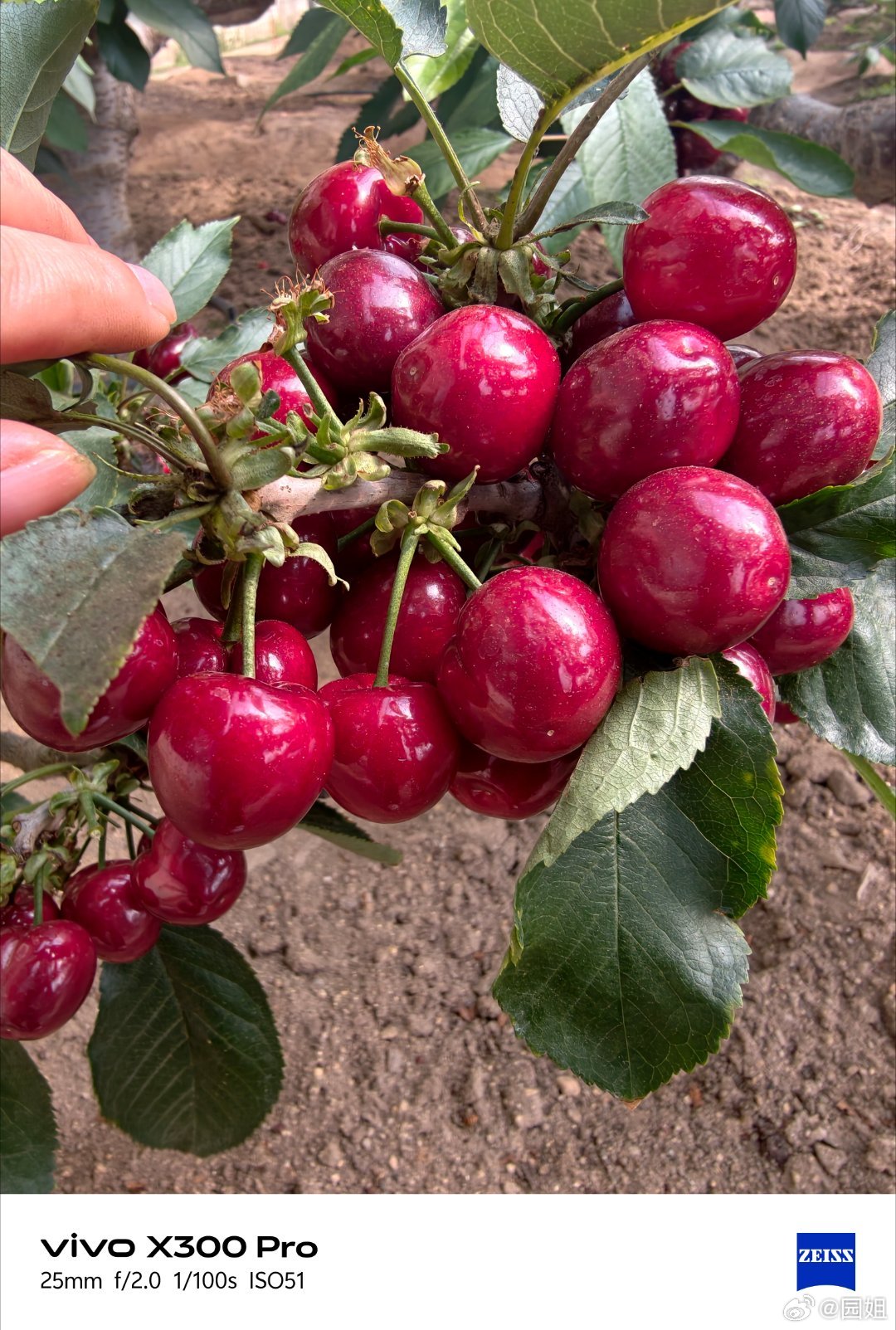 今天带娃采摘樱桃真的好吃