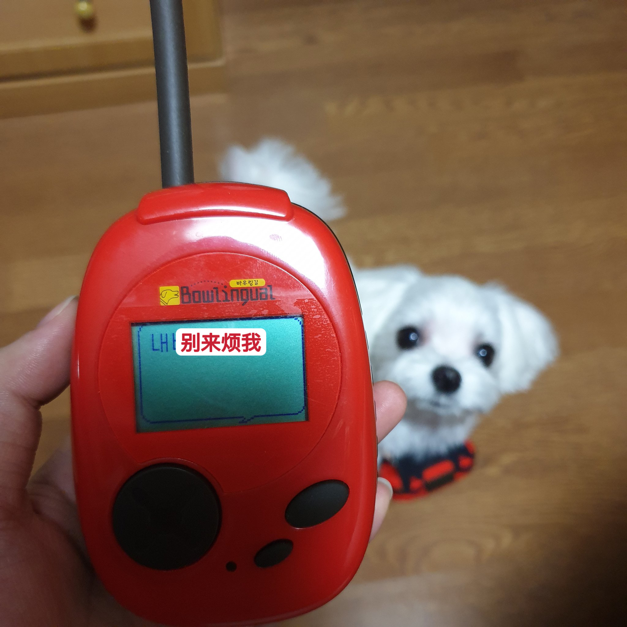 【twi】狗语翻译器 ​​​