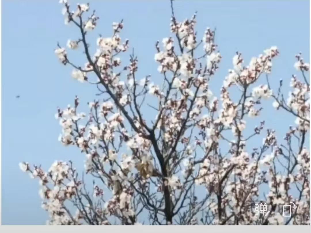 山坡羊·春杏 
梅魂输后，
栀香居后，
粉颜偏带三分陋。
嘴儿羞，意儿浮，
东风