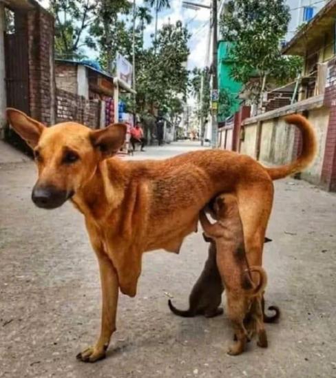 即使失去前腿，依然不妨碍它哺育幼犬。据当地居民描述，该流浪母犬被车轧断腿后，还是