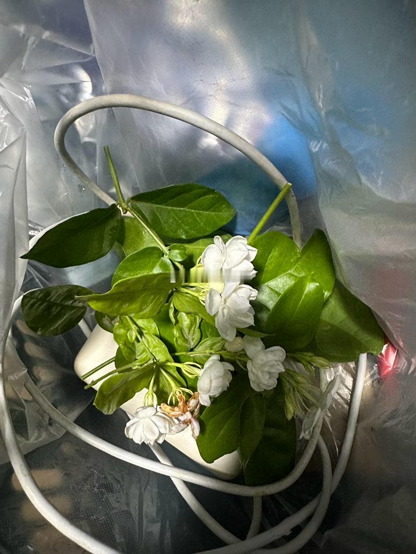 把茉莉从家里移植到地头，就像把笼子里的鸟给放了，一下子奔放得没边，长得比在花盆里