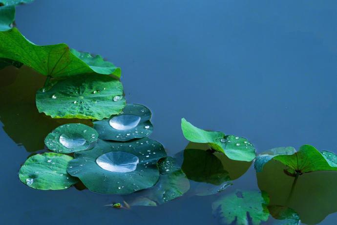 “ 雨打荷花珠不定，雨后荷花无限香 ...” 