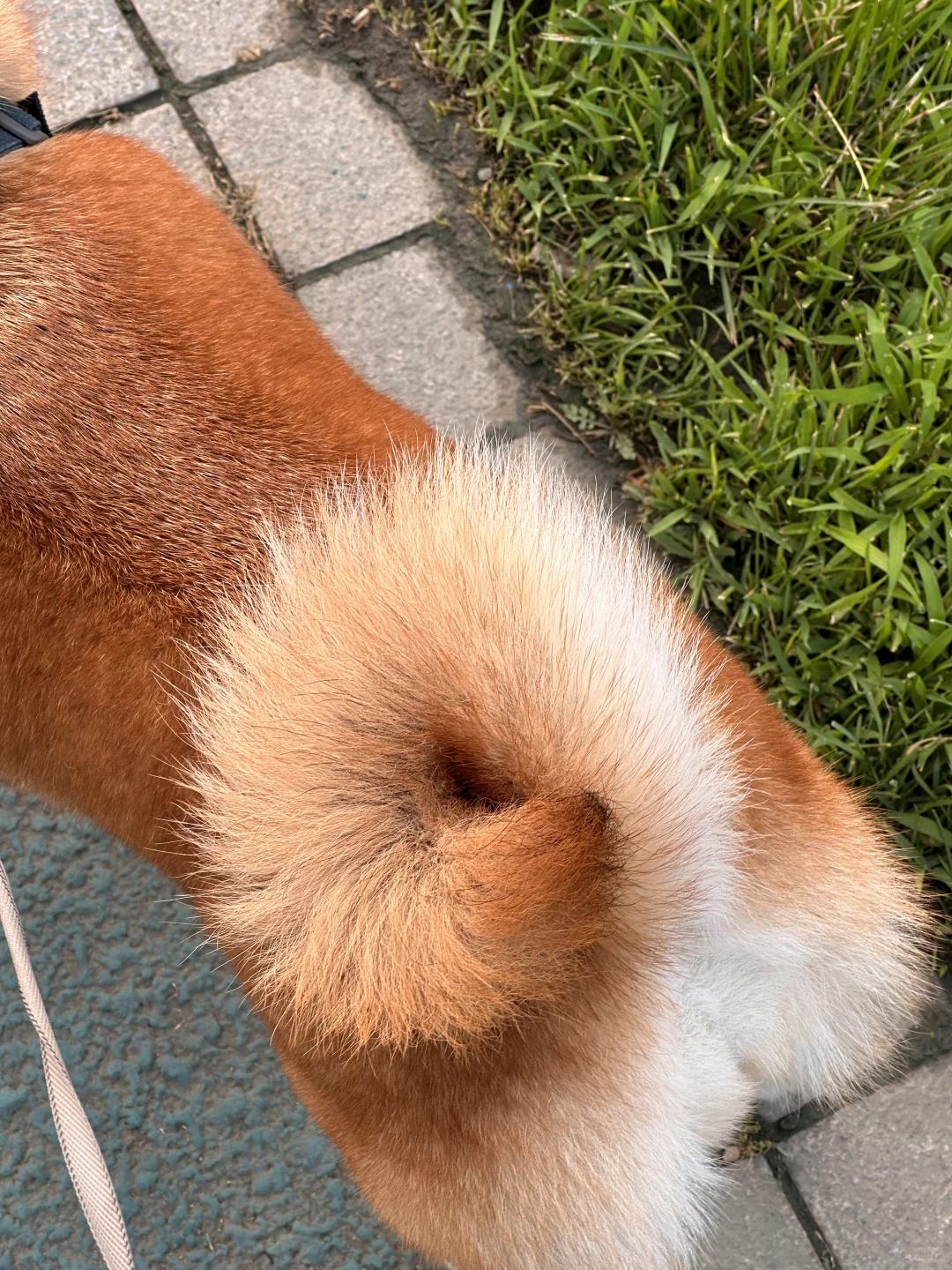 狗尾巴花