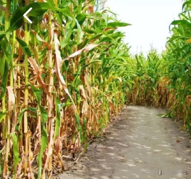 这10多天，几乎天天下雨，早上刚想起来买菜，听到外面沥沥拉拉又下起小雨来了。一直