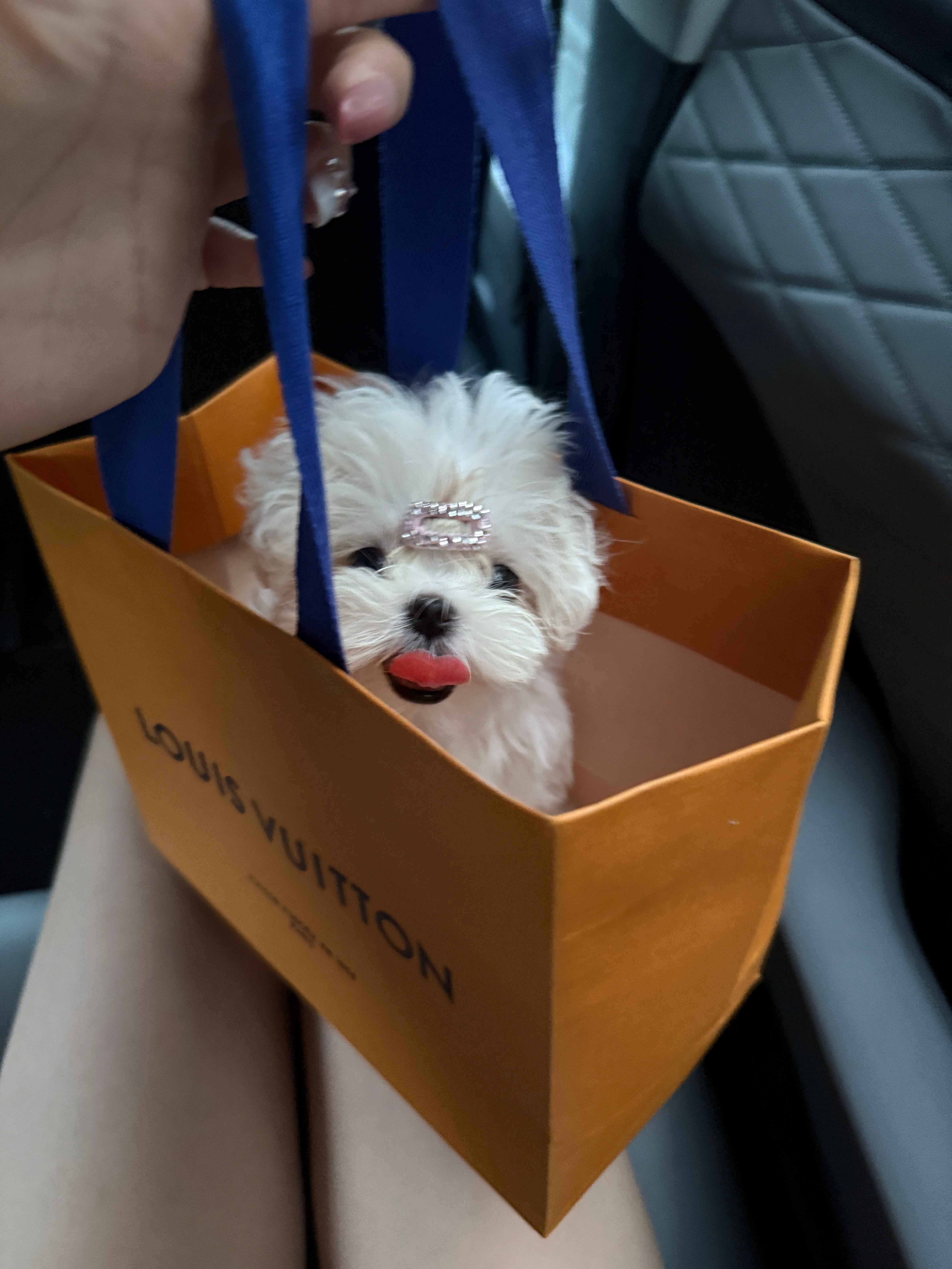 捡到一只小狗 偷偷带回家 ​​​