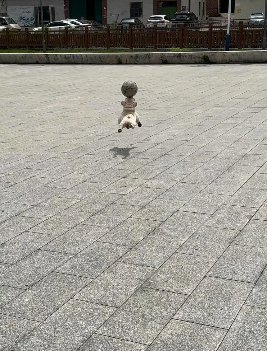 每天的快乐是狗友给的。