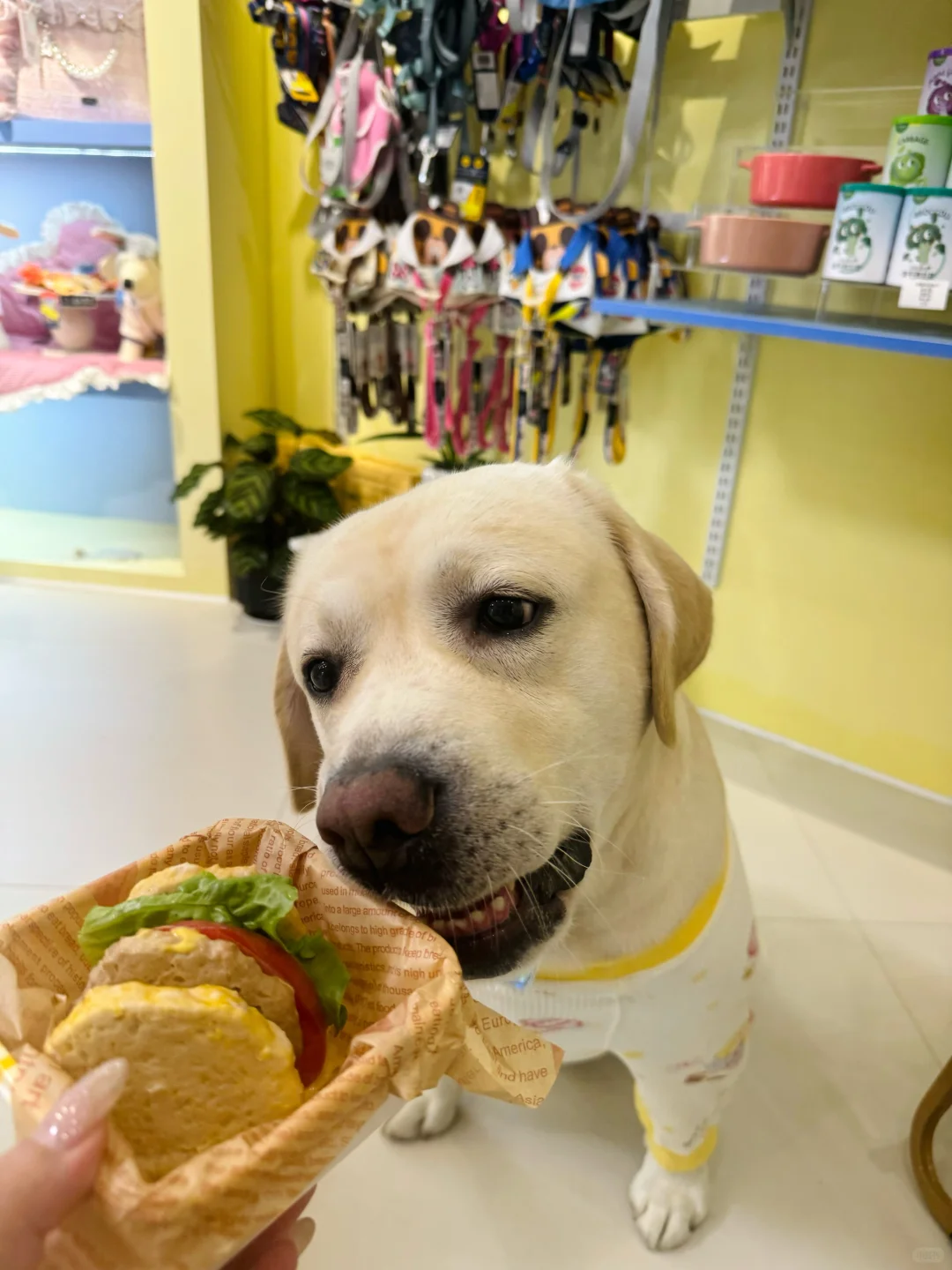 一口一个汉堡🍔