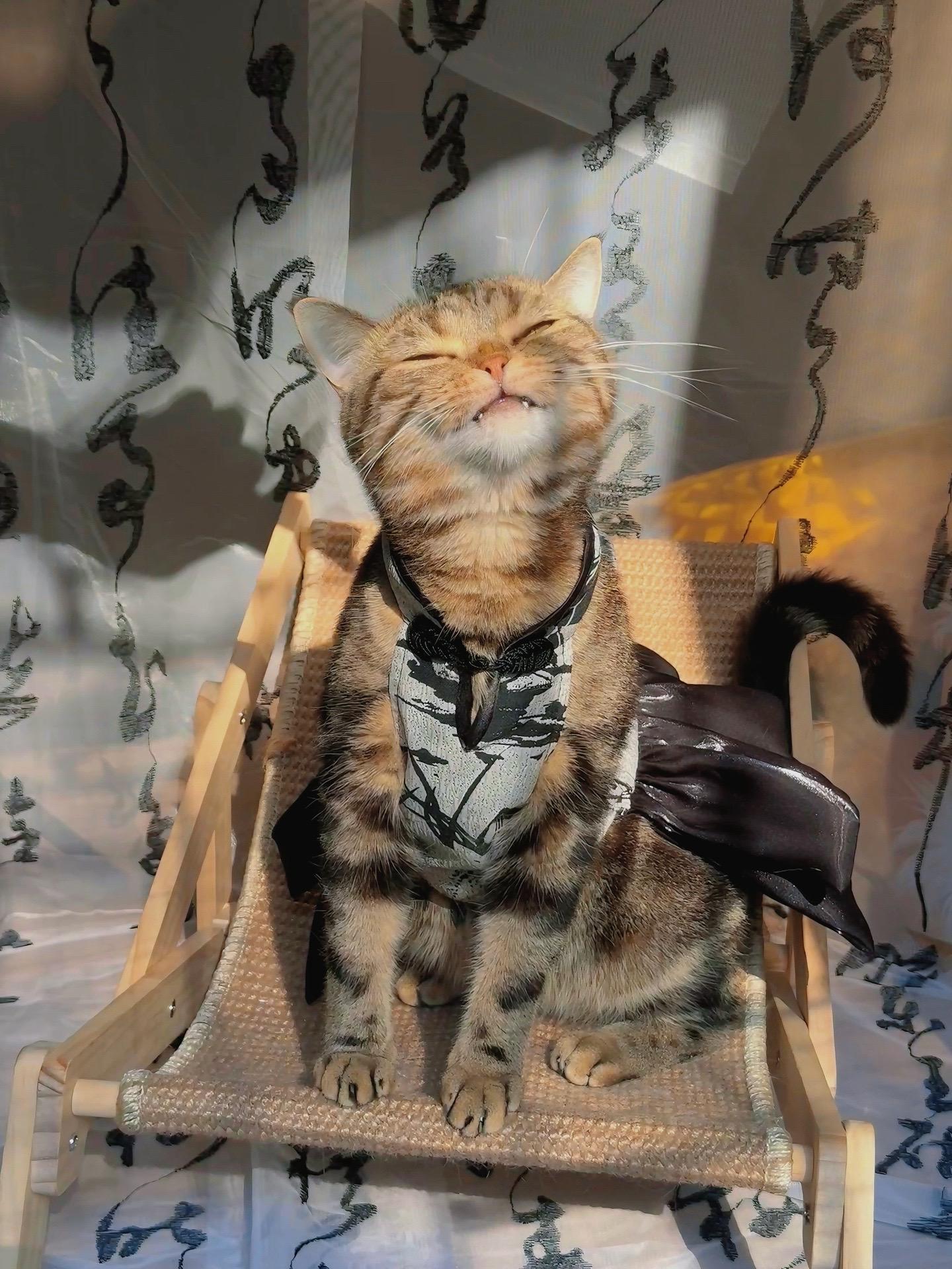 小猫咪香喷喷软糯糯的！忍不住多吃了几口小脸蛋