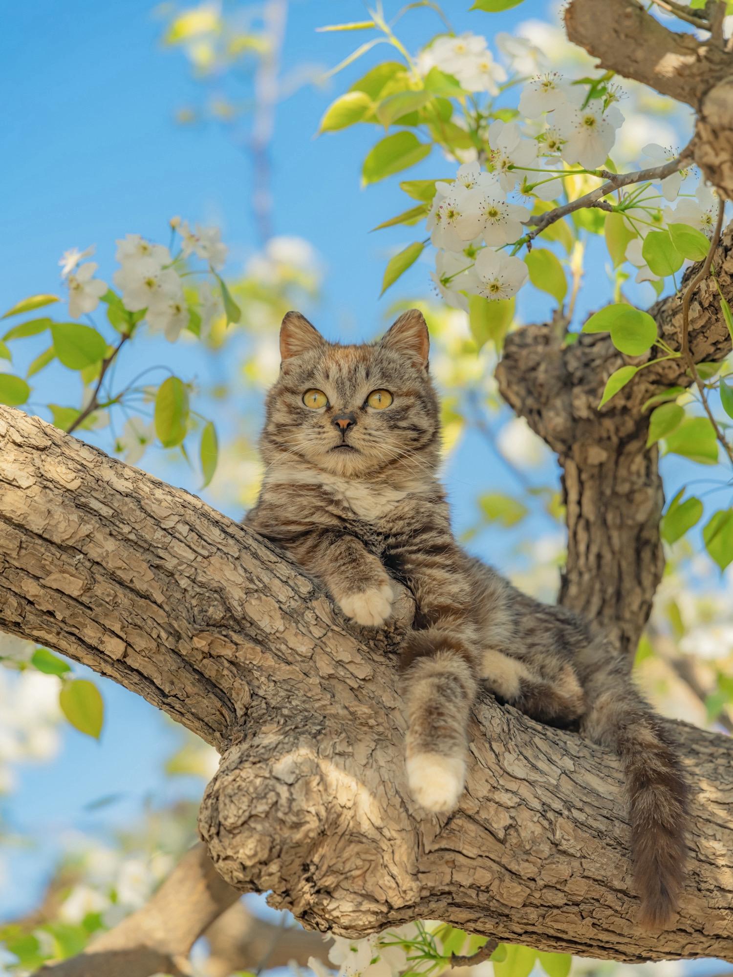 梨花和狸花争艳，狸花完胜。上周已经发了一组，颇受大家喜爱，收获了好多小...