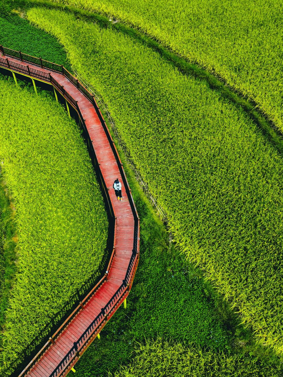 在乐清｜下坭村梯田拍到了我心中的动画场景