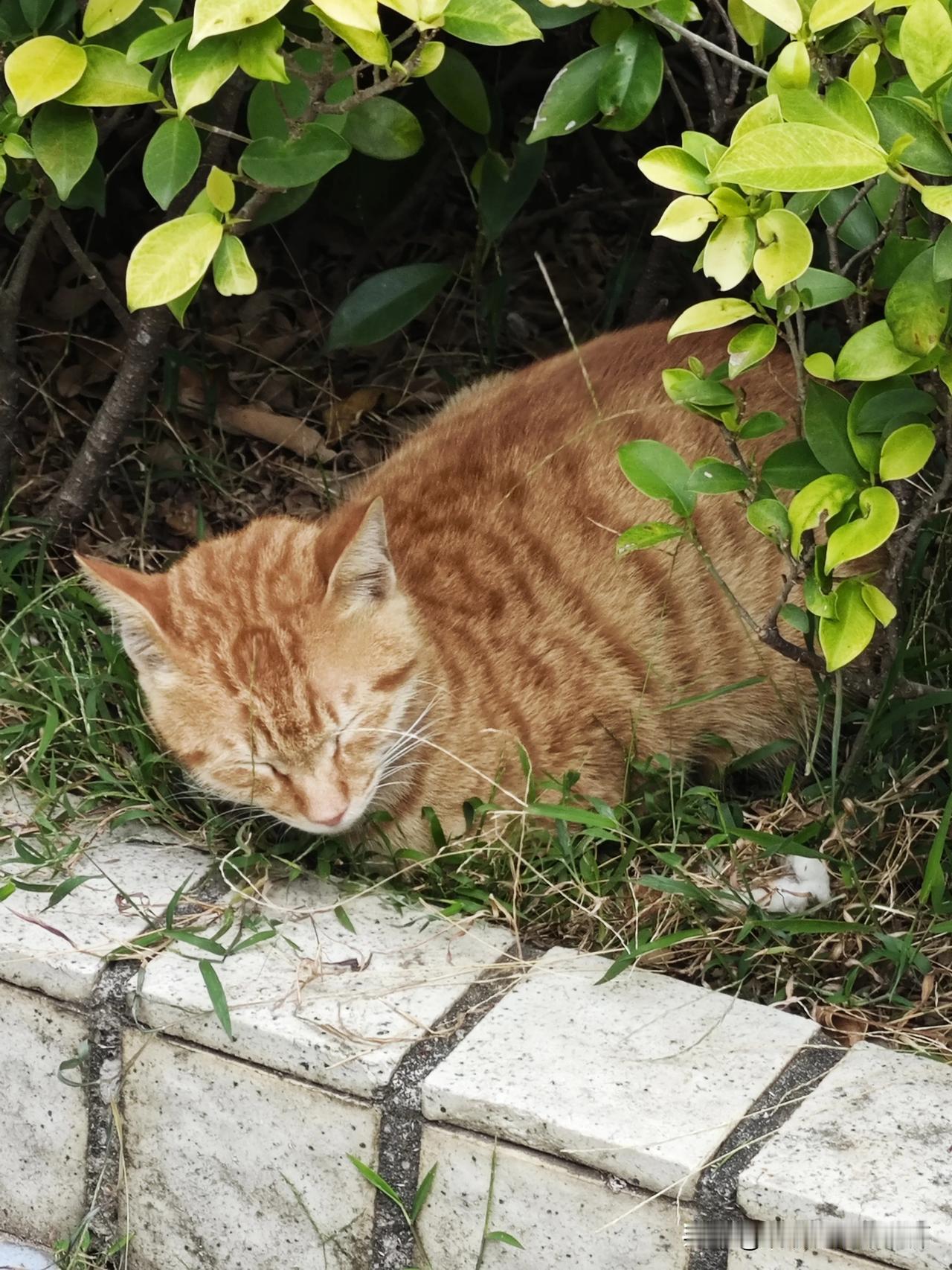 随手拍张照天冷，楼下的大橘猫都躲起来了