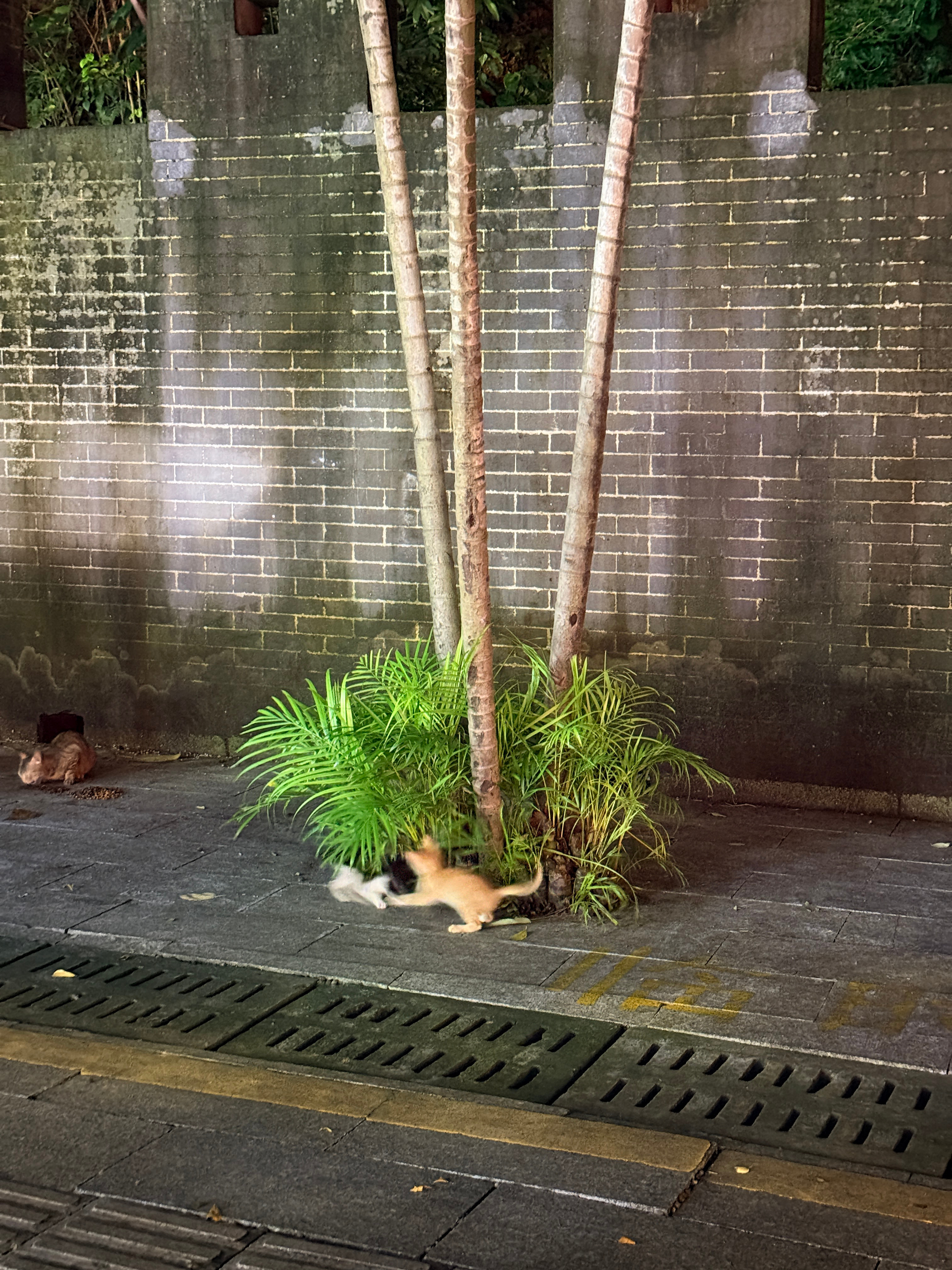 我有一个朋友 路上看到小猫小狗就走不动路 有人懂吗 