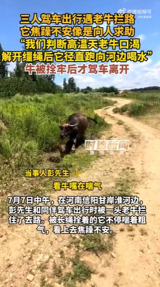 “水牛渴疯了拦路？”7月7日，河南信阳，彭先生开车遇老牛堵路，牛焦躁似在求助。他