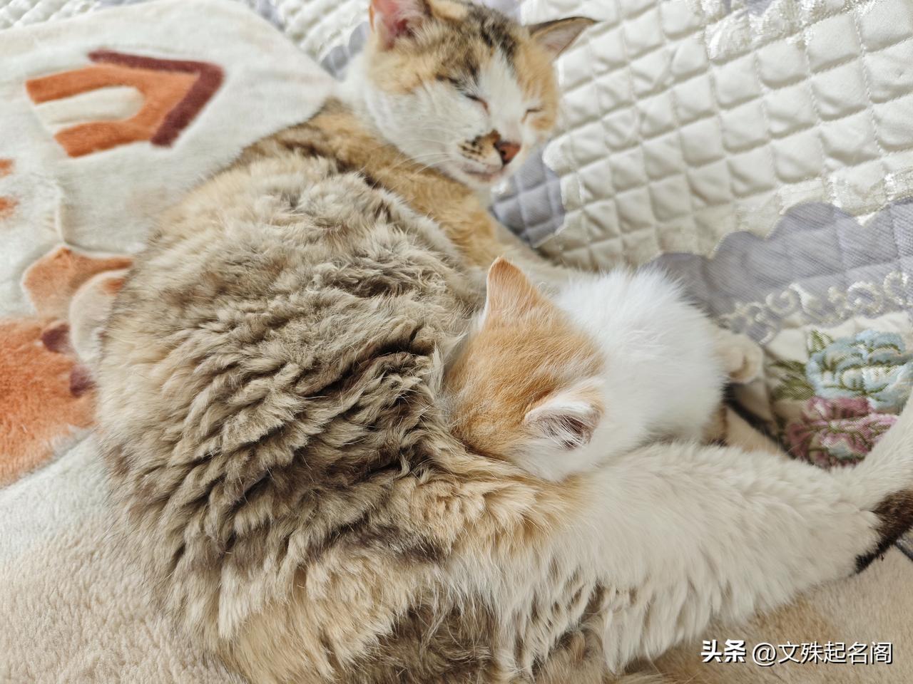 有懂得朋友没，这该咋弄呢？
前几天收留的流浪小猫，今天开始吃我家老猫的奶了，问题