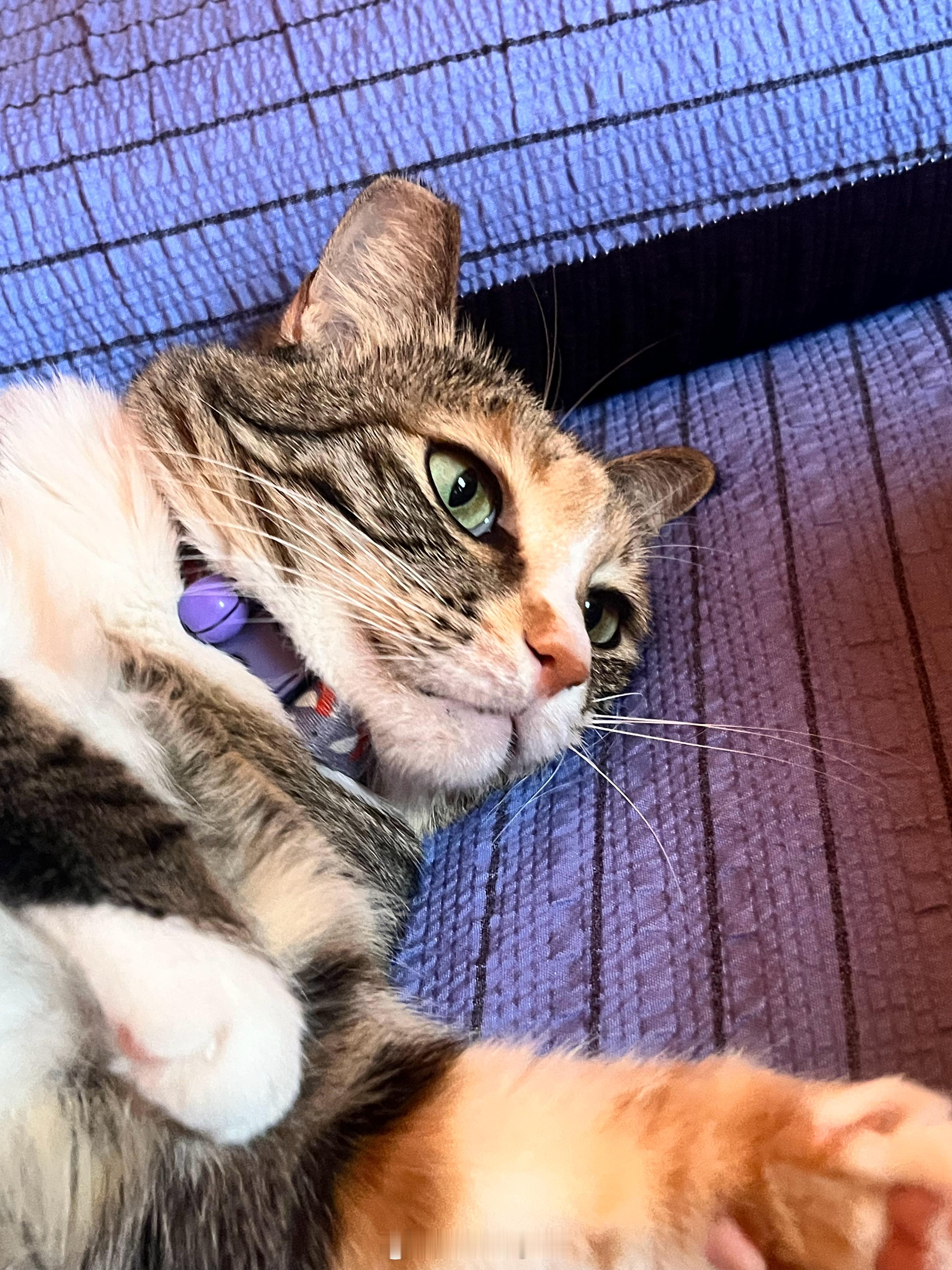 条现在真的成了大肥猪 