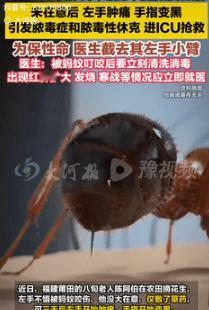 代价太大了！9月16日福建一老人在地里摘花生时，左手被蚂蚁给咬伤，老人没太在意，