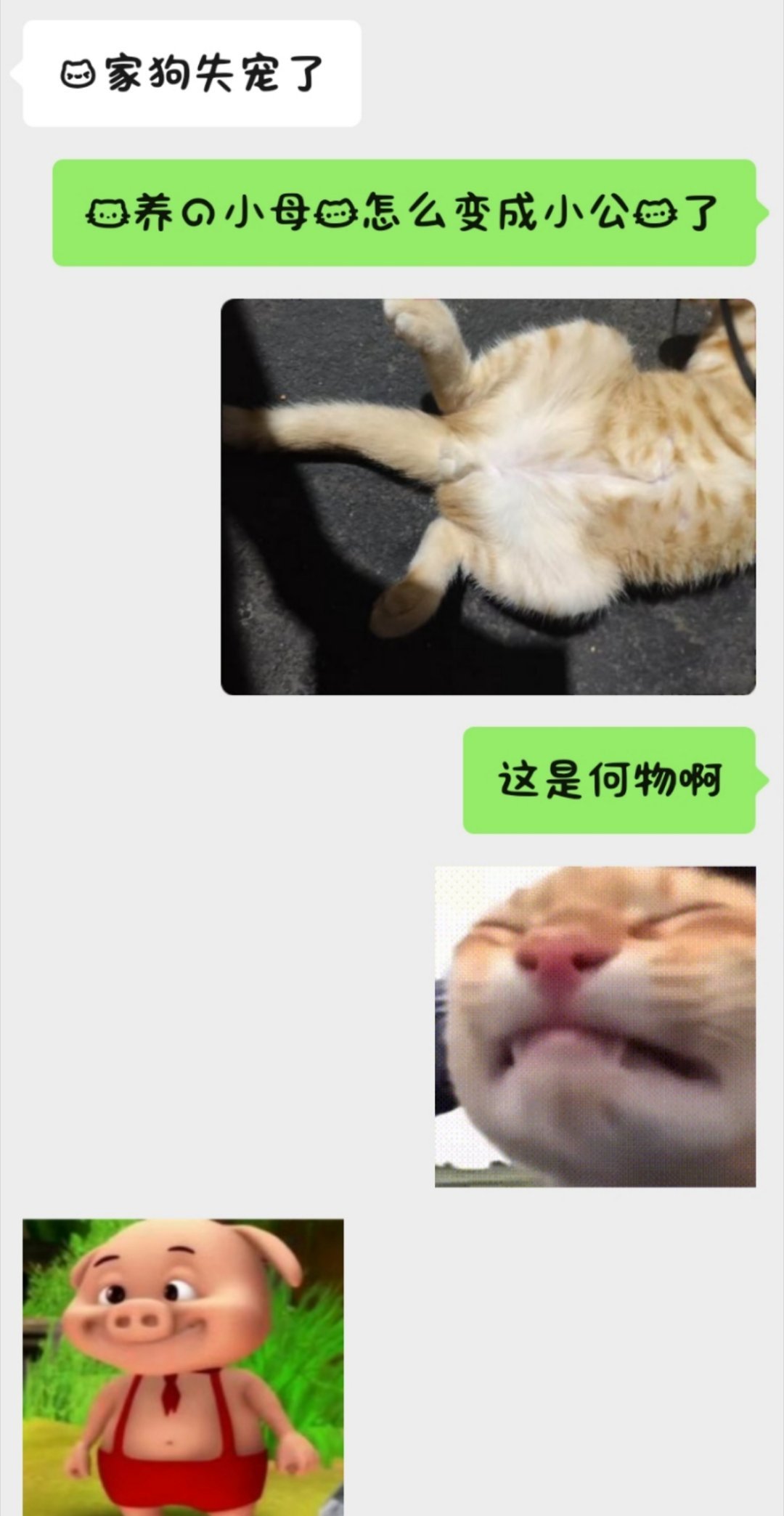 养猫的时候一定要弄清楚小猫的性别 
