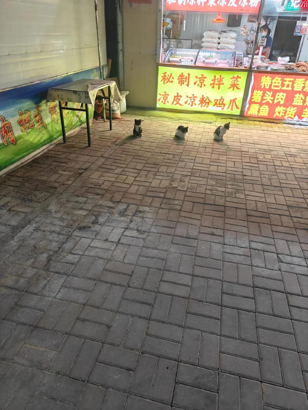 我要是像这三只猫一样自由就好了！