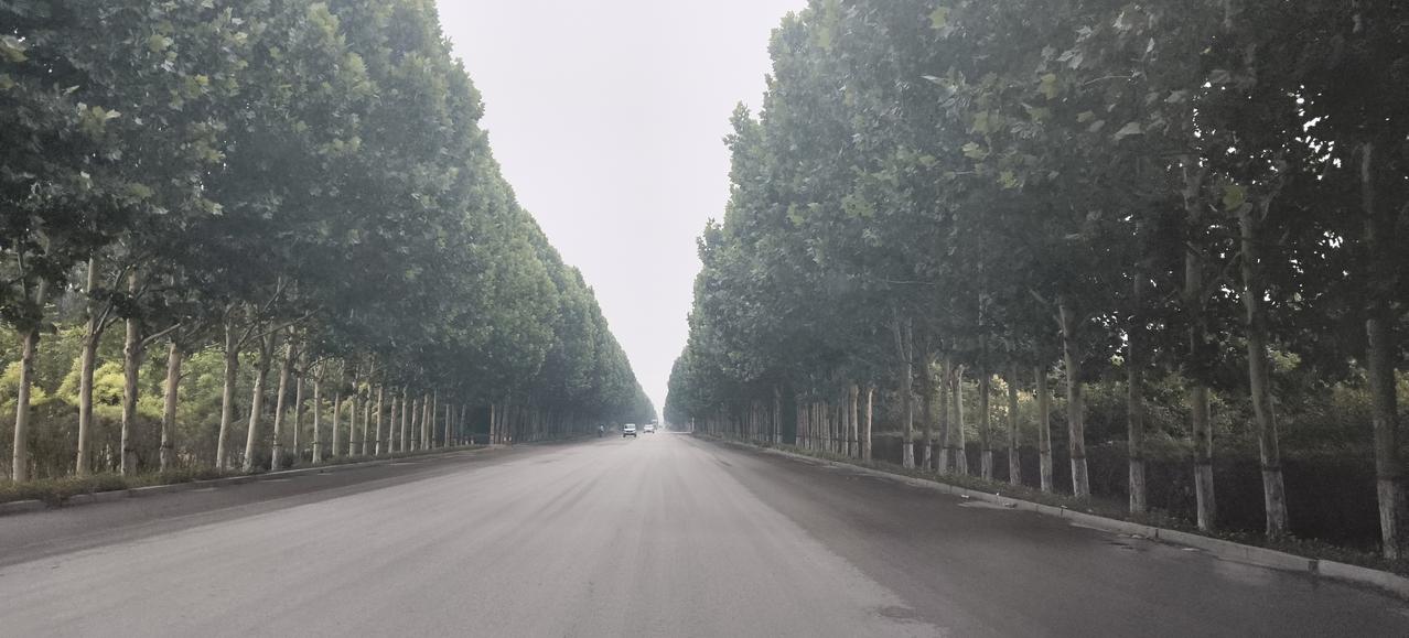 回家的路上两旁的树木绿玉匆匆，一派生机盎然，走在这路上那叫一个美😀!
