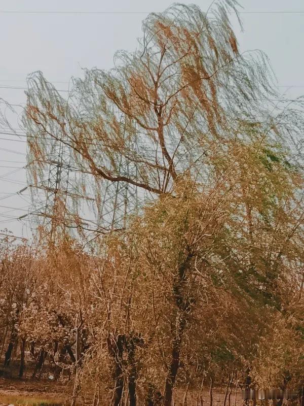 春风一吹，快乐起飞！🌱
把阳光装进背包，携鲜花作伴，
在草坪打滚、树下发呆，烦