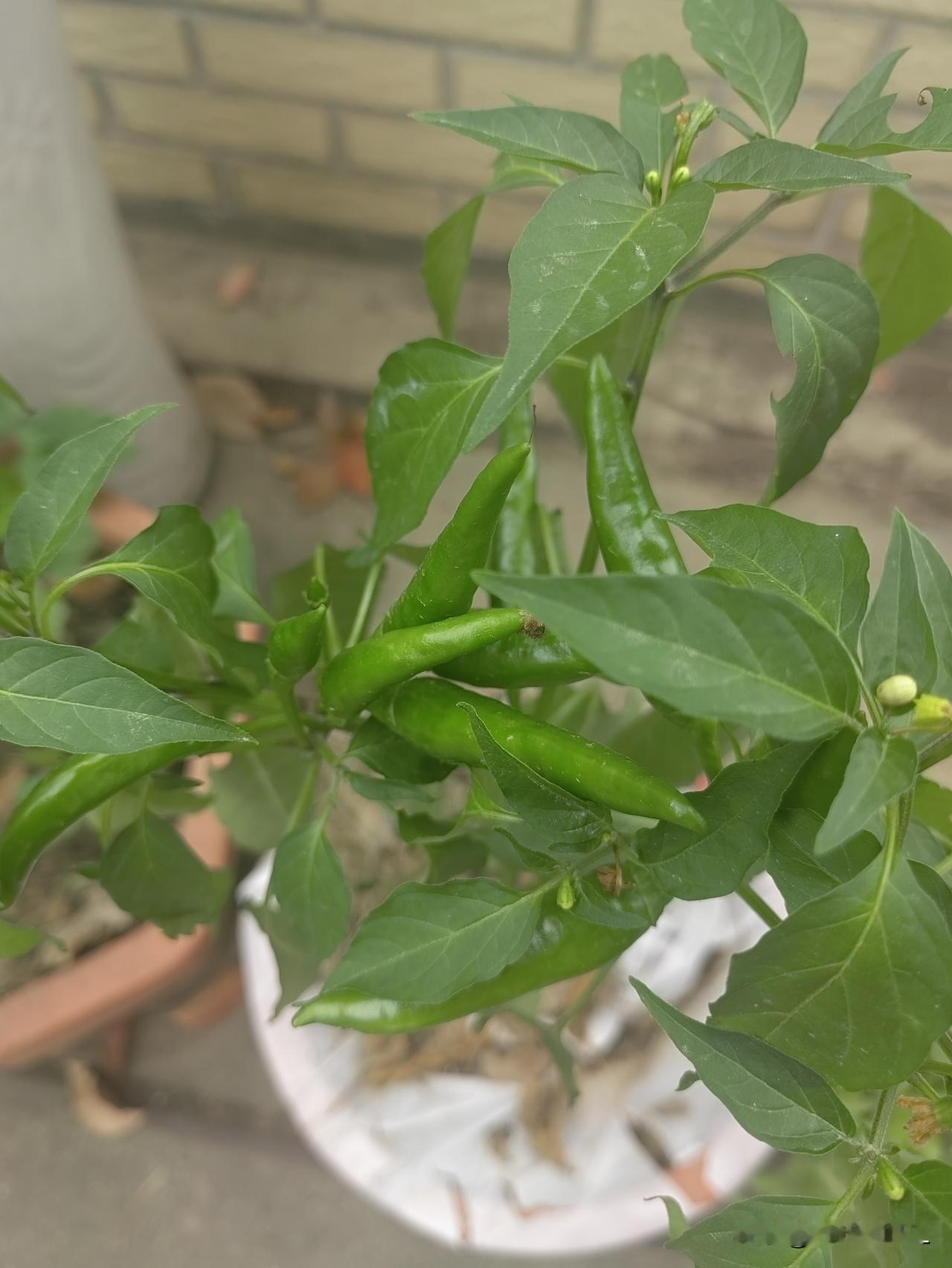 栽种在花盆里的朝天椒，如今长势格外喜人。它的茎秆挺拔有力，枝叶层层叠叠地舒展开来