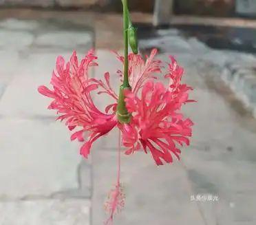 后悔了，金娜英应该懊悔，没想到，WTT横滨赛事首轮碰到陈幸同，被3-0零封。原本