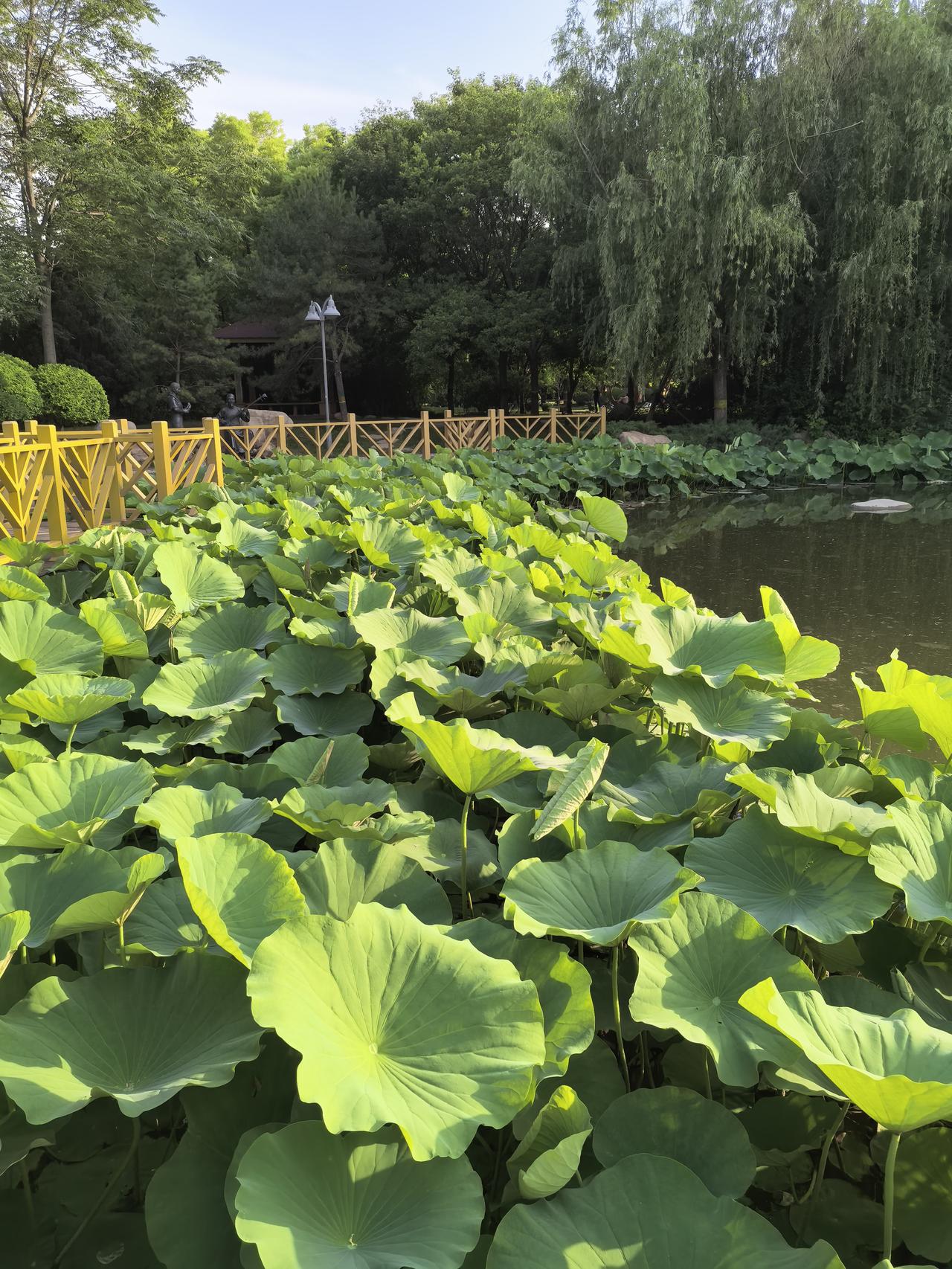 随手拍几张荷塘风景一池荷塘荷叶伸展，荷花马上开了！