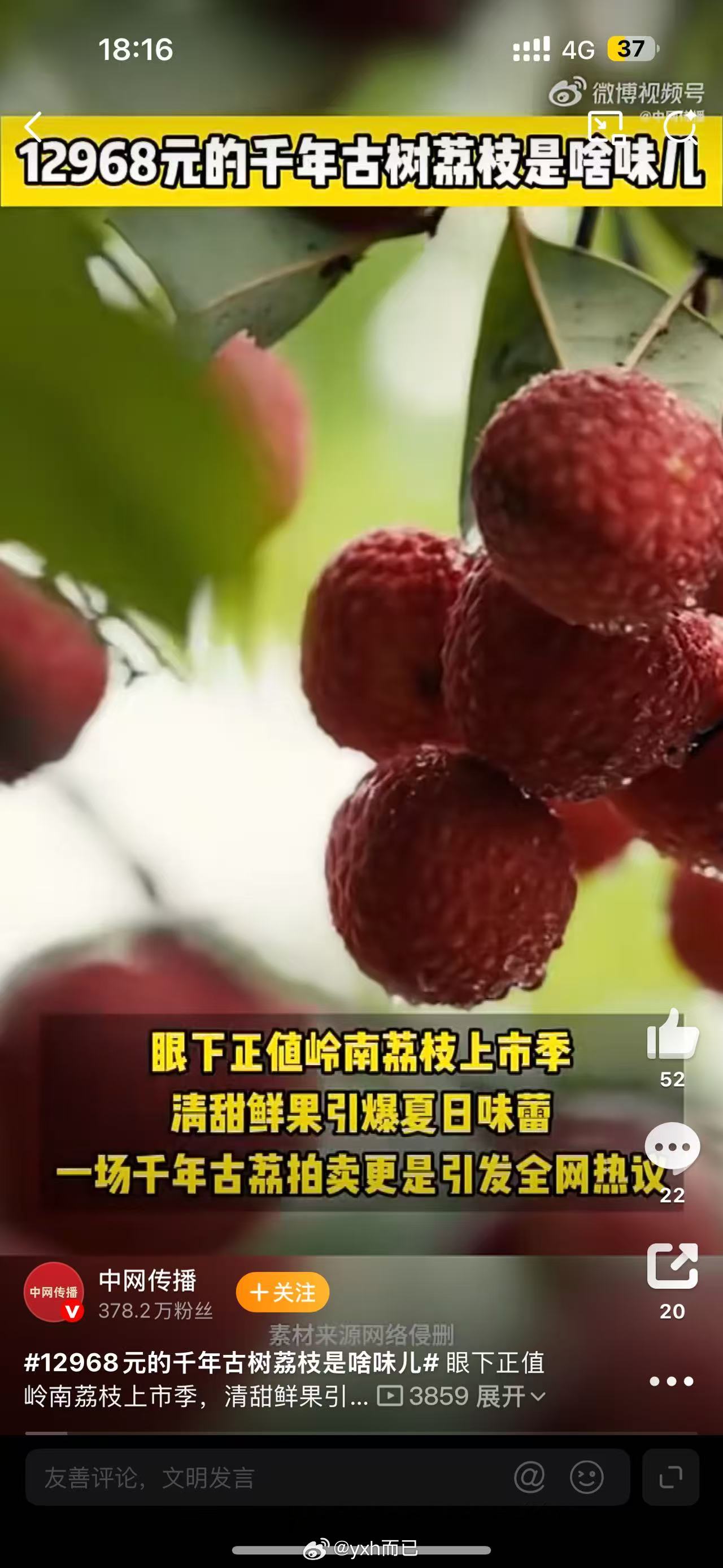 12968元的千年古树荔枝是啥味儿好想尝一尝
