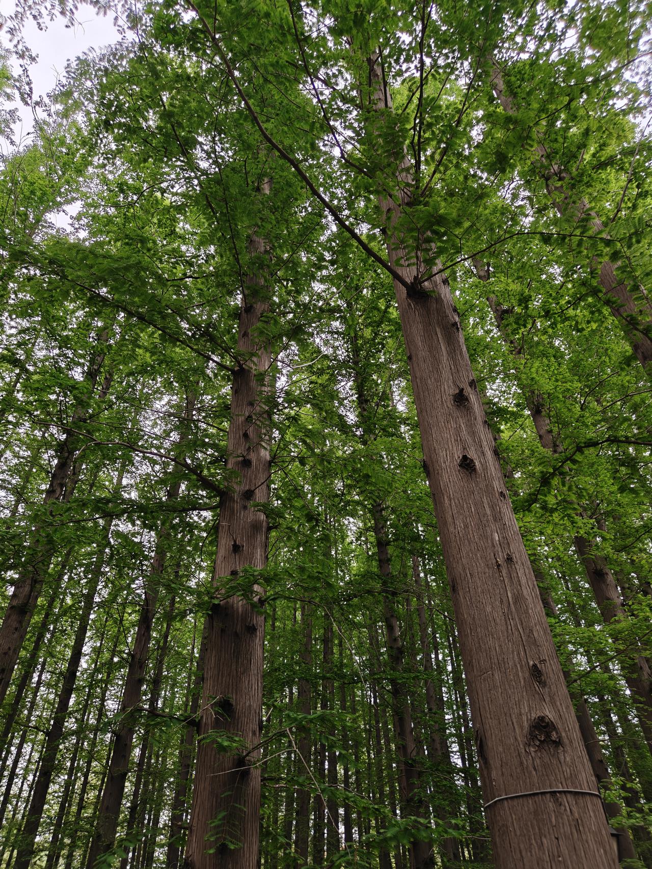 相册里的花花草草水杉，笔直傲立。