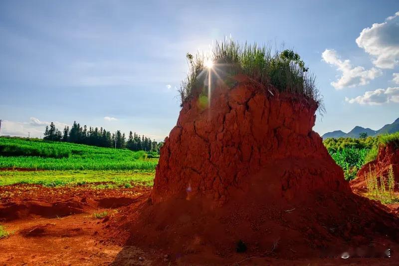 我对个“身披绿柳风”。“身披”对应“脚踏”，都是身体的动作；“绿柳风”对应“黄泥