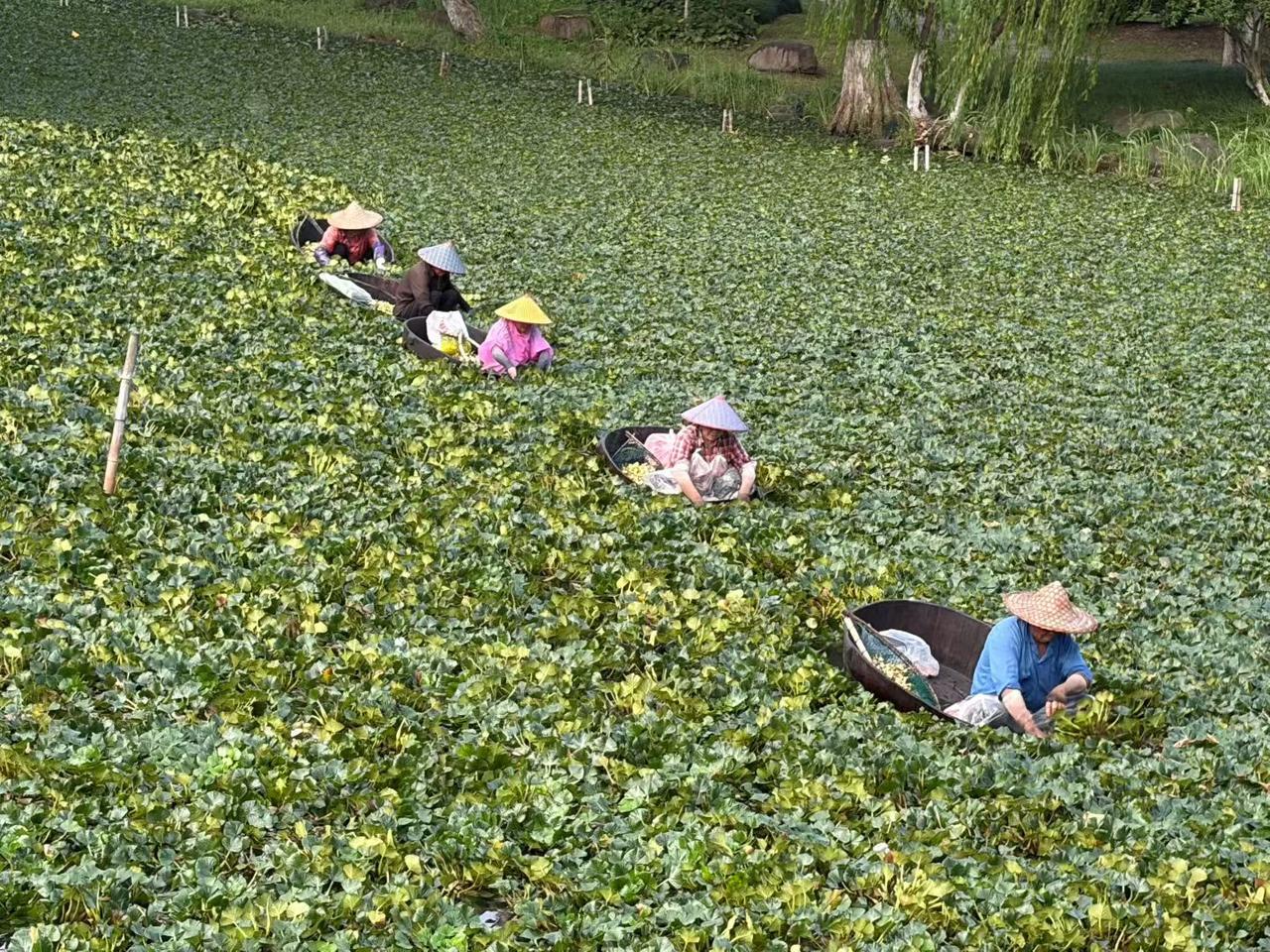 南湖风景区的採菱季来了，去南湖看看！嘉兴故事 南湖菱，没有菱角，有各种故事传说，