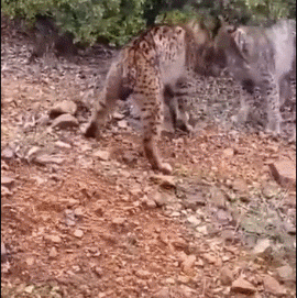 猞猁争夺领土，像羊一样撞击头部 ​​​