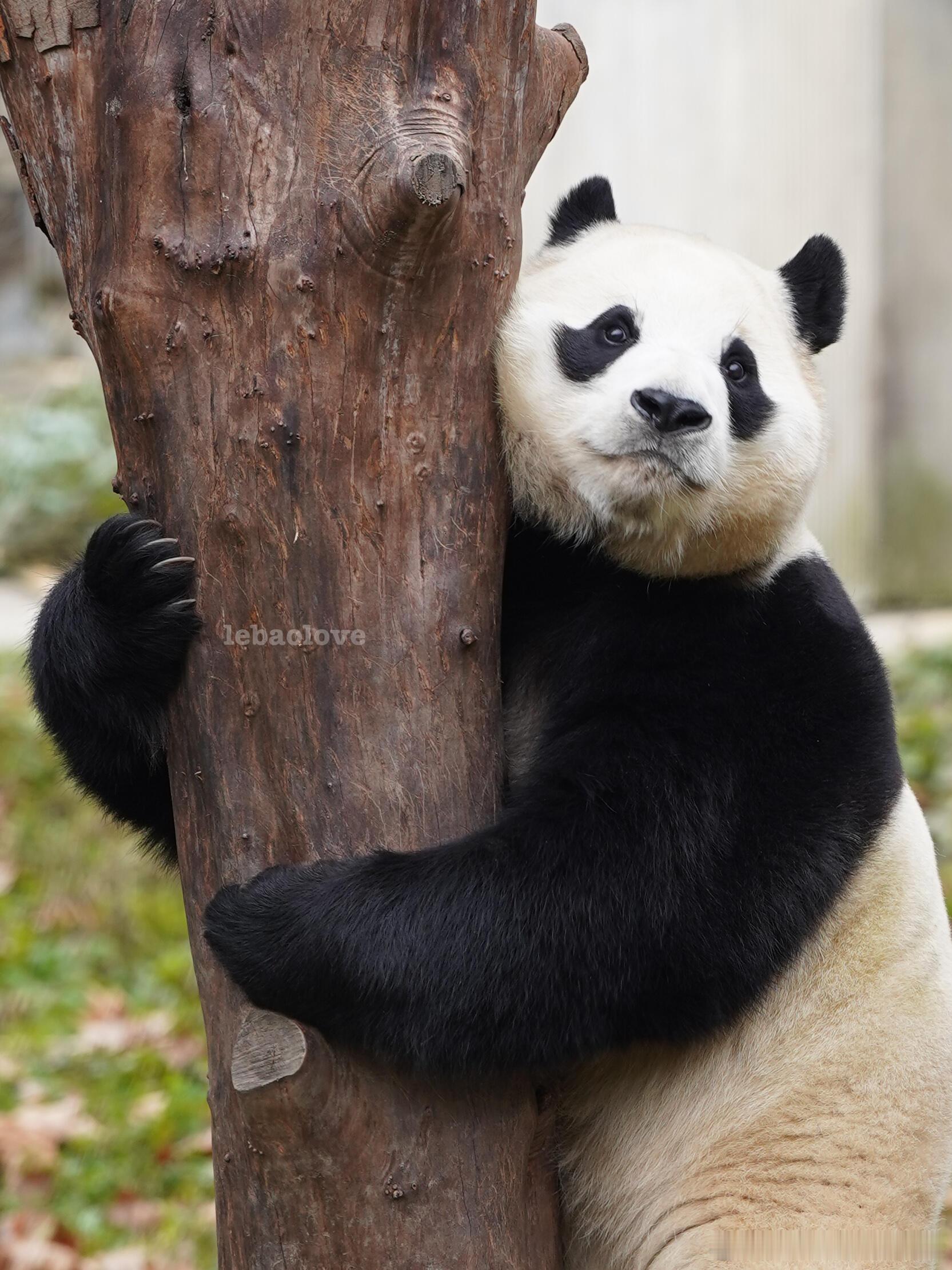 挂在树上的考拉福宝 