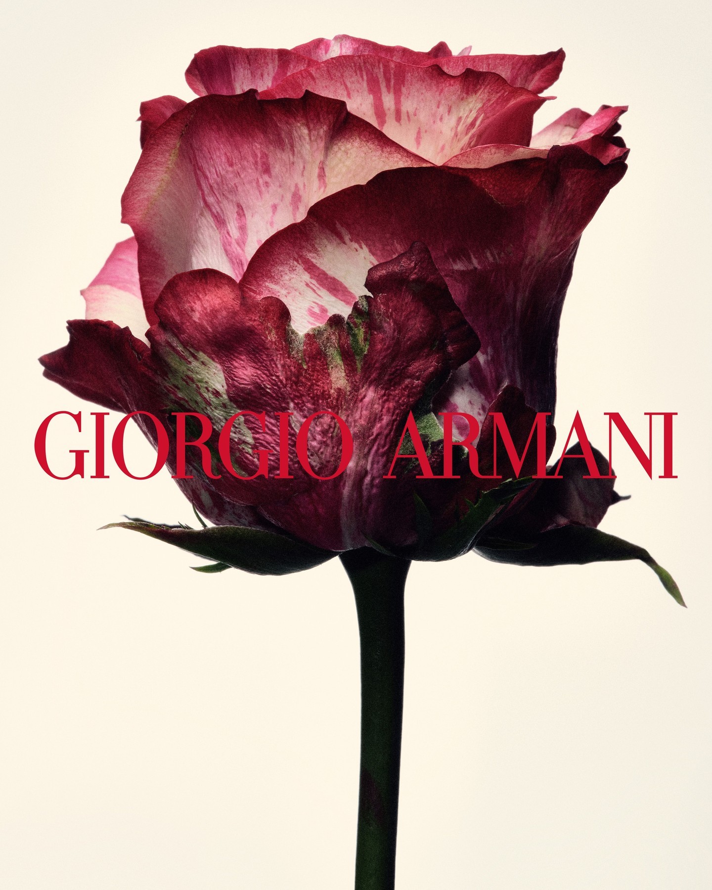 Giorgio Armani 2026秋冬系列广告除了人物组，还有一组静物拍摄。