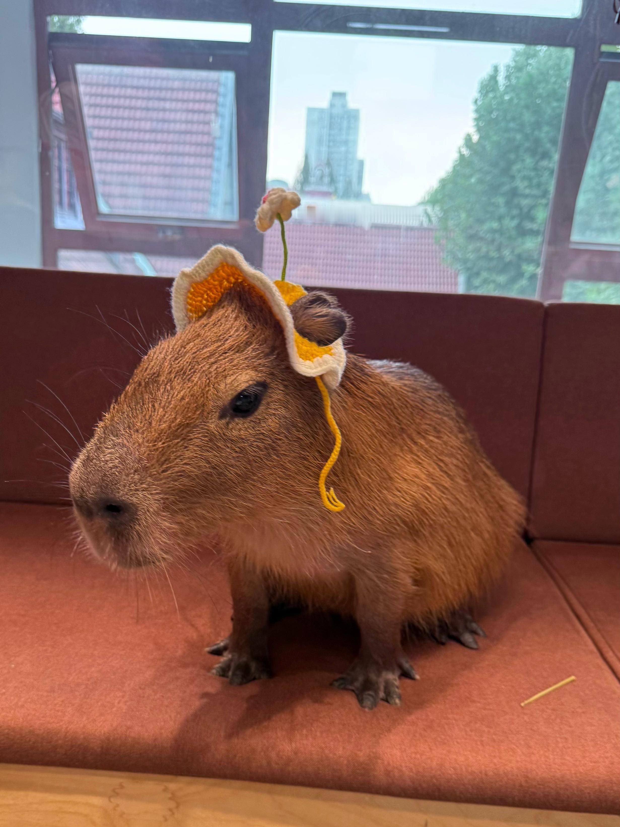 (｀ｴ ´ *＼[卡皮巴拉] ​​​