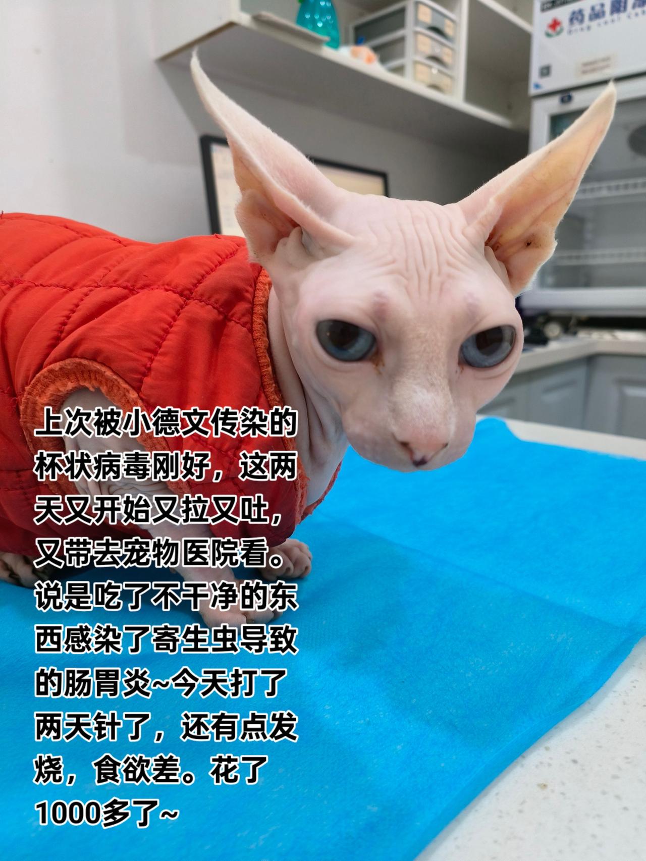 上次的杯状病毒刚好又开始又拉又吐，只好又带去医院打针~
宠物医院 猫咪 无毛猫 