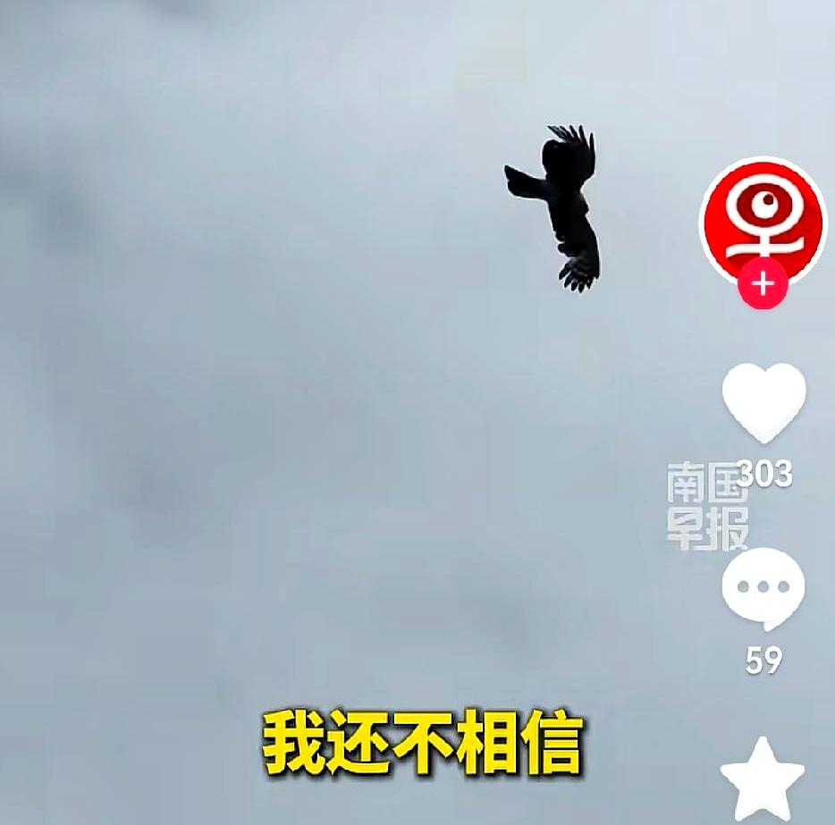 两只老鹰贴脸俯冲，你敢不敢原地不动？
重庆这位欧先生，6月14日带着老婆孩子骑摩