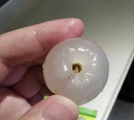 荔枝 低血糖   荔枝蒂黑色代表那是虫子排泄物（图一），荔枝蒂白色代表正常（图二