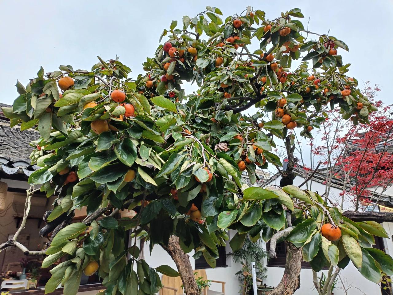 #分享一张你拍的绿植#