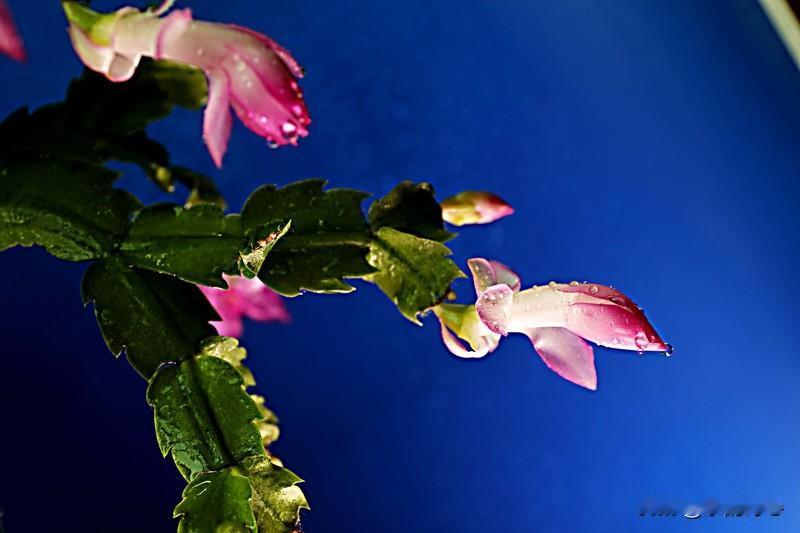 我生活里的幸福小事便是养蟹爪兰。每年瞧着它从发芽、打苞到开花，恰似见证一场生命奇