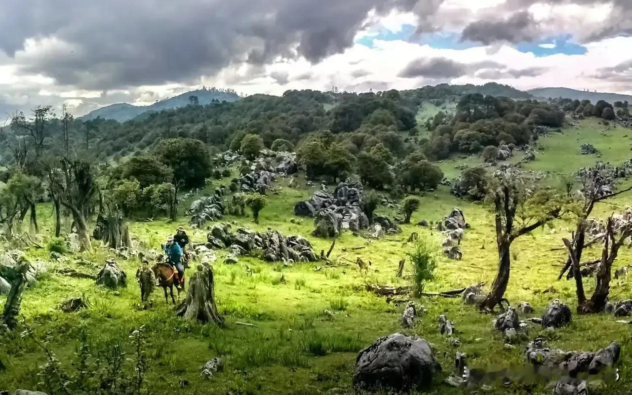 在最不可能的地方，生命依然能找到自己的出路。最动人的风景，往往不在精心设计的花坛