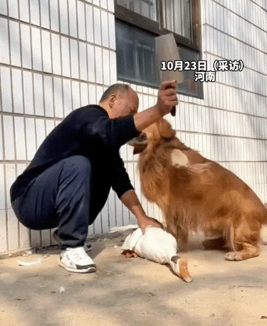 河南一男子准备将家里大鹅杀了炖着吃，结果他刚把大鹅按住，狗子就扑了过来，坚决不让