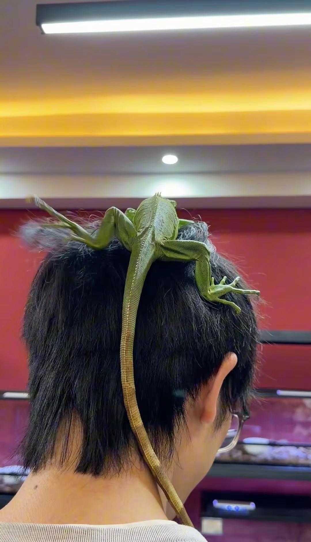 爬宠的吸引力在哪 与小蛇亲密接触 撸蜥蜴 什么样的人喜欢爬宠 唐山